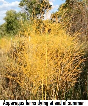 Asparagus fern dead and yellow