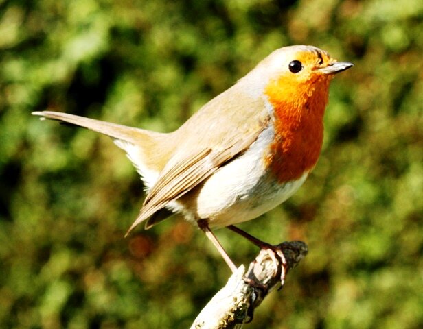 bird pest control natural ways to scare them from the garden bird pest control natural ways to scare them from the garden