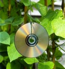 Bird Pest Control. Natural ways to scare them from the garden