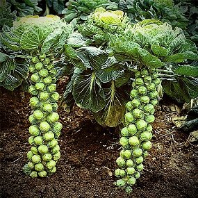 Brussels sprouts heirloom