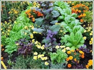 Companion Planting Vegetable Garden Layout