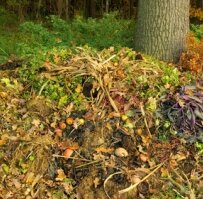 compost pile in open