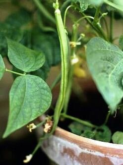 Container dwarf French beans