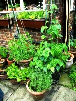 Container gardening, vegetables in different pots
