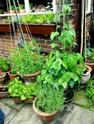 Container gardening soil with vegetables in different pots
