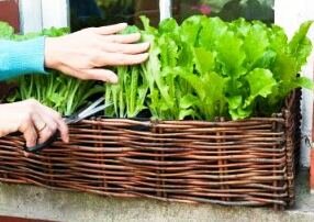 Container gardening vegetables lettuce in windowbox