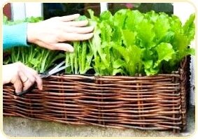 Container gardening vegetables lettuce in windowbox