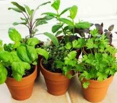 Container herbs - growing an indoor potted garden