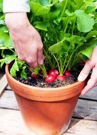 Container vegetable gardening, radishes growing in pot
