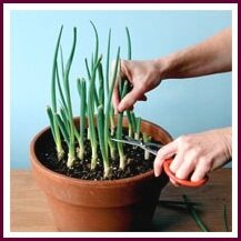 Growing vegetables in pots, scallions in a container