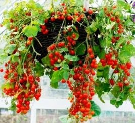Container gardening plants hanging basket tomatoes