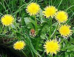how to make compost tea with weeds - dandelions