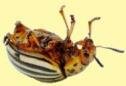 Dead Colorado beetle