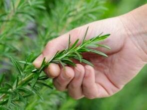 Drying Herbs - picking rosemary