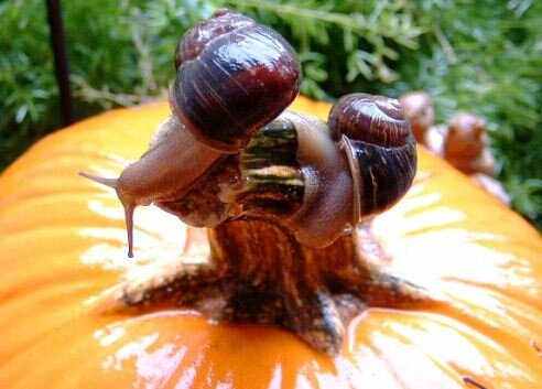 Organic garden  pest control - snails on pumpkin