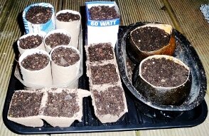 How to germinate vegetable garden seeds - in cardboard & toilet rolls