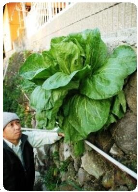 Cabbage growing out of wall