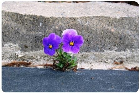 Purple pansy in concrete