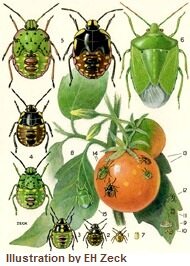 Green vegetable bug - garden pests