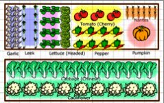plan a vegetable garden - rows of vegetables