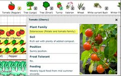 plan a vegetable garden - tomatoes