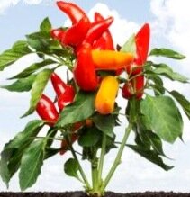 Growing Herbs - chilli pepper plant