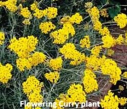 Growing Herbs - flowering curry plant