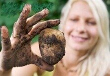 Saving seeds - Growing potatoes from seed