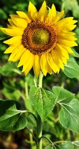 Gardening activities for kids - growing sunflowers