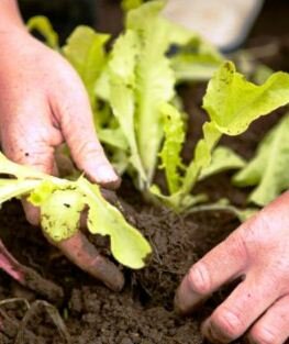 Starting seedlings indoors - transplanting lettuce seedlings