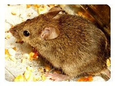 mice are common house and garden pests