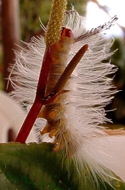 organic garden pest control - furry caterpillar