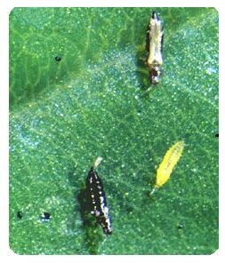 Thrips stages on leaf - garden pests