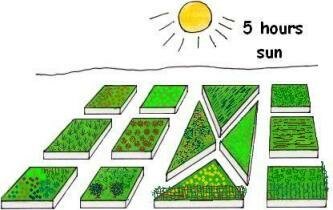 Vegetable Garden Layout