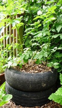 Growing potatoes in tires or tyres