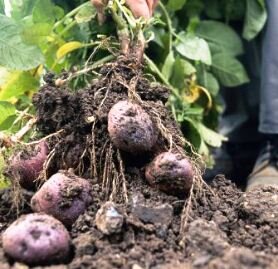 Harvesting potatoes - pulling purple spuds from soil