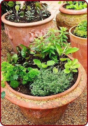 terracota pots with veg