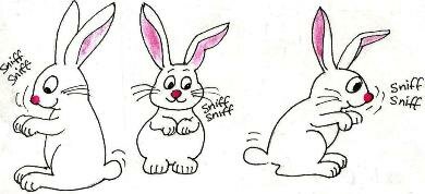 rabbits with gardening questions