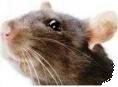 What to compost - rat attracted to compost