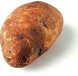 Potato varieties - Russet potato