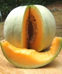 Saving Vegetable Seeds - Melons-cantaloupe