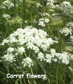 Saving Vegetable Seeds - carrot flowers