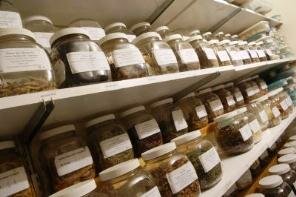 Saving Vegetable Seeds - Jars of stored seeds