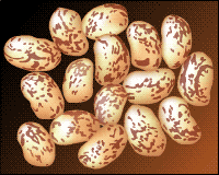 Saving Vegetable Seeds - beans