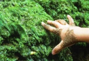 Seaweed for fertilizing garden - hand touching seaweed