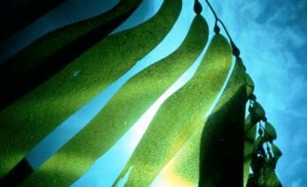 Seaweed for fertilizing garden - Giant kelp
