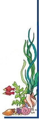 Seaweed for garden - seaweed fertiliser