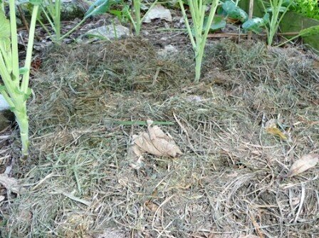 Smothering grass weeds with mulch