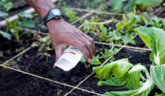 Sq ft Gardening - sowing seeds in a square foot garden