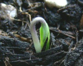 Starting seedlings indoors - sprouting seed
